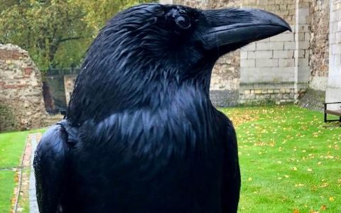Tower of London announces the disappearance of the famous crow