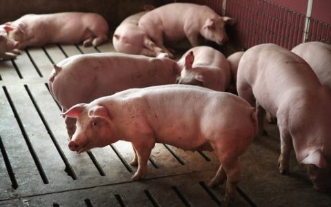 Confirms Hong Kong's local case of African swine fever over a decade, USDA says - Negpoca Negócios