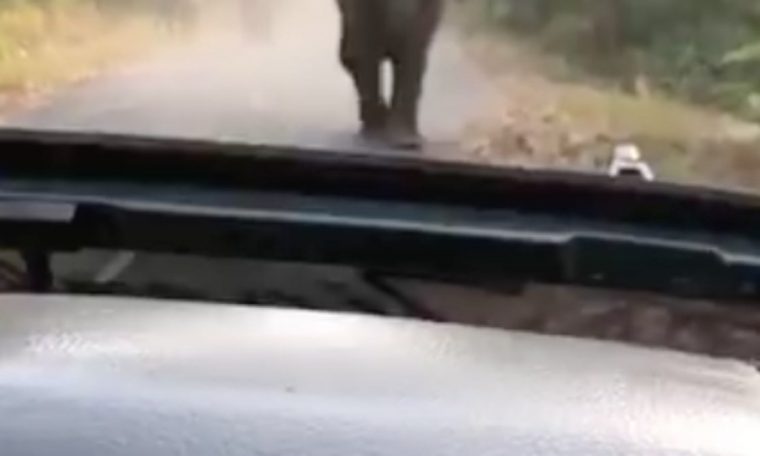 Furious elephant attack in tourist car in India;  Look  Unusual world
