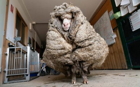 Sheep are found in the forest of Australia, with 35 kg of wool stored in them;  Watch video
