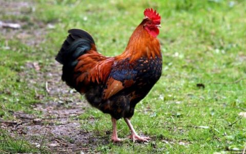 Illegal cockerel kills the owner with a knife in the waist.  world