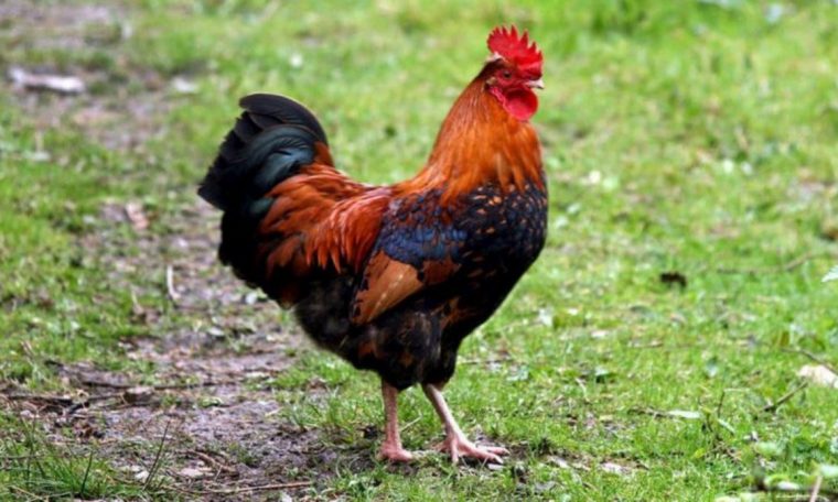 Illegal cockerel kills the owner with a knife in the waist.  world
