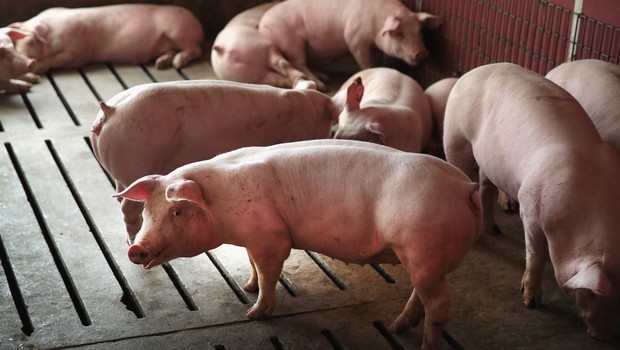 Pigs raised in Illinois, United States (photo: Scott Olson / Getty Images)