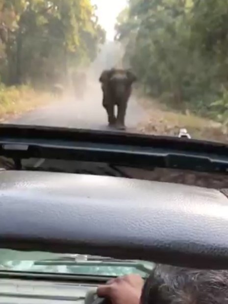 The elephant walked towards the car