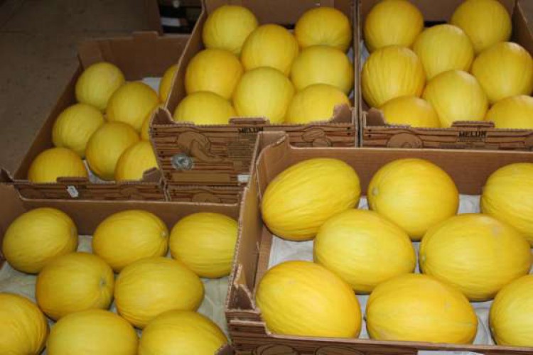 Melon production is exported to Iskui.  In January, there was an increase of 169.9% (Photo: breeding sed)