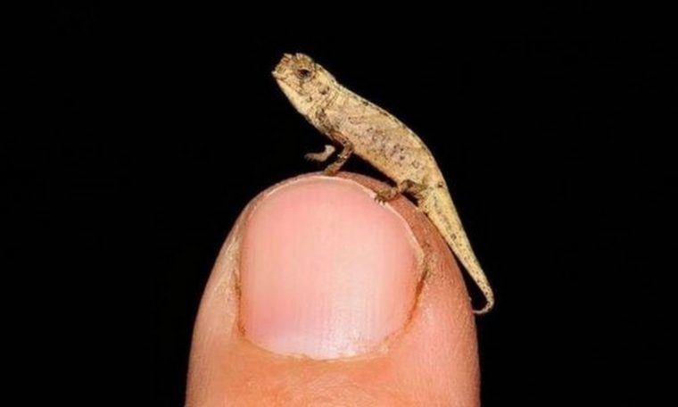 Nanocomaleo: Scientists discovered 'the smallest reptile on Earth' - and it is already in danger of extinction.  Nature