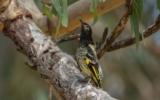 Endangered species of Australian bird singing "Revolving" - Revista Galileu
