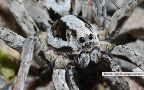 Giant spiders invade the city to escape the floods;  Watch the video |  Unusual world