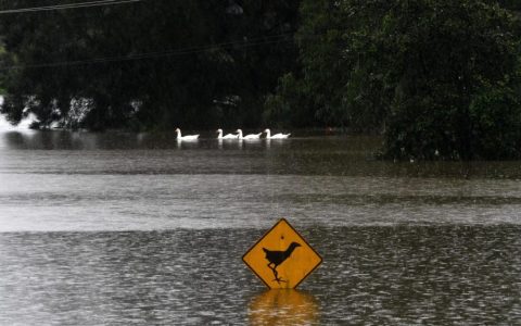 Wildlife is being destroyed by floods in Australia