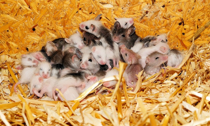 Apocalyptic Plague of Rats