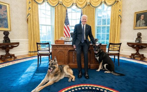 Biden's Adopted Dog Gets Minor Hurt to White House Agent World