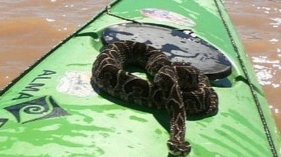 In Argentina, the snake jumps in the kayak and accompanies the trainer's tour