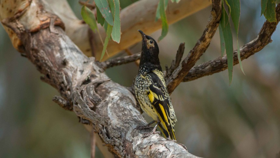 Critically endangered species of birds present communication problems, National University of Australia (Photo: Breeding / Murray Chambers)