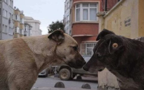 Istanbul Stray Dogs is the protagonist of a new documentary - 03/23/2021