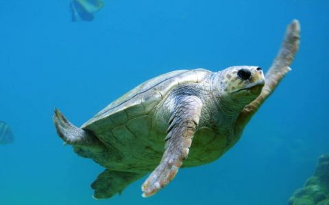 Nineteen dead after sea turtle consumption in Madagascar - News
