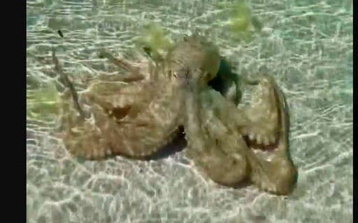 Video of octopus "attacking" a man in Australia viral watch - Revista Galileu