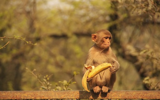 The gang which trained the monkeys to steal, was arrested in India - Marie Claire Magazine