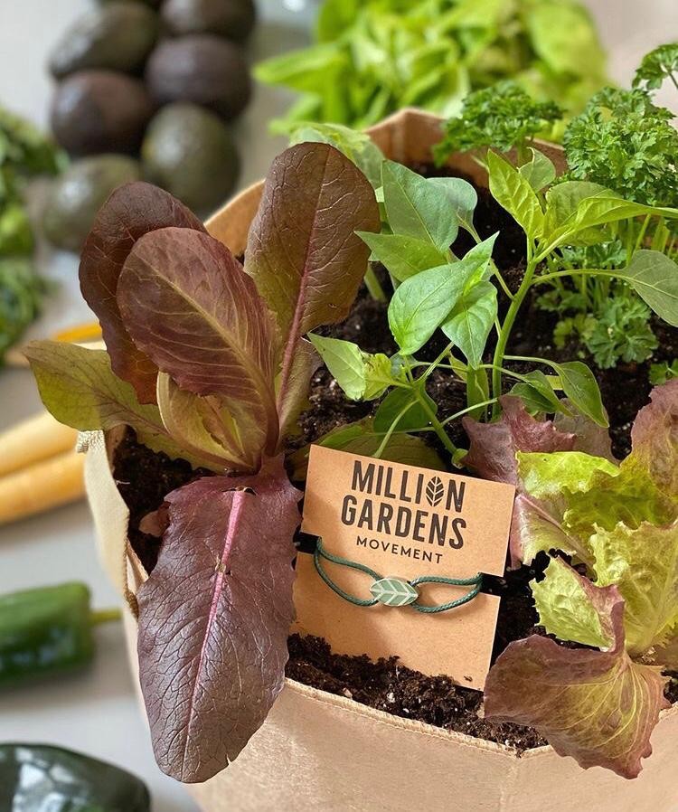 Millions Garden Movement (Photo: Reproduction / Instagram)