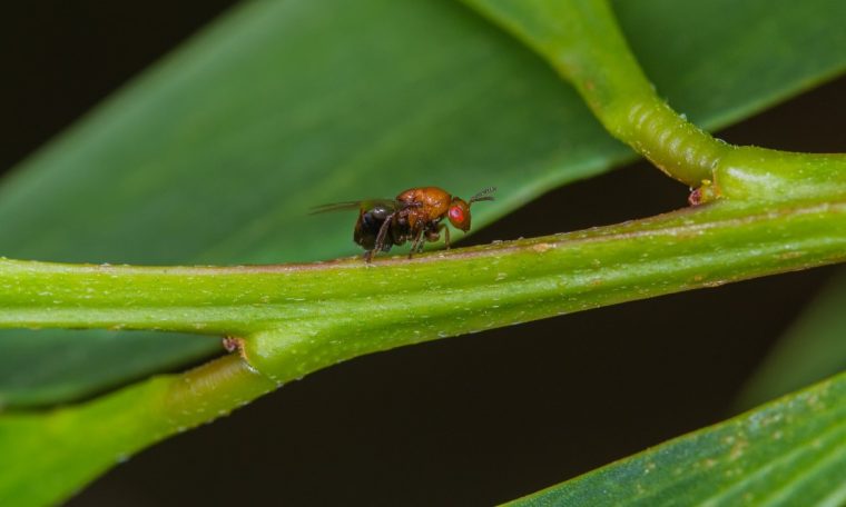 A pequena vespa australiana formadora de galhas pode ajudar no controlo natural da acácia-de-espigas, reduzindo a capacidade de propagação.