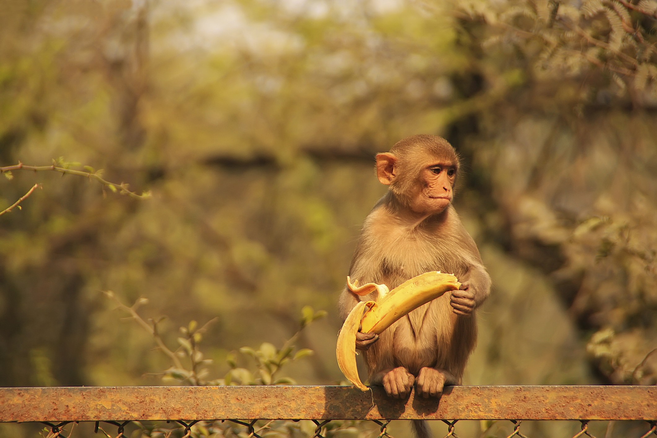 Gang arrested for stealing monkeys in India (Photo: Getty)