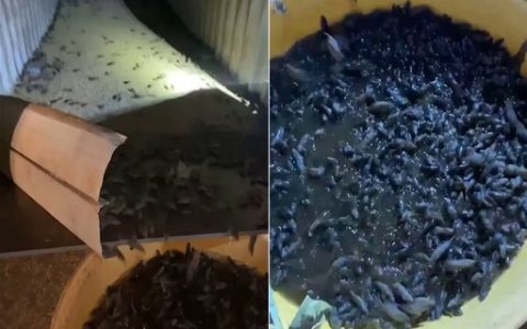 Farmer catches thousands of mice from improvised nets in Australia - Marie Claire magazine