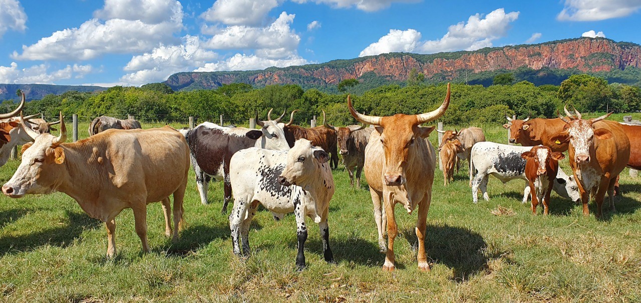 In the photo, Zebu cattle graze in front of the fence (Photo: disclosure)