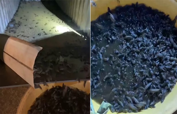 Farmer catches thousands of mice from improvised nets in Australia (Photo: breeding / DailyMail)