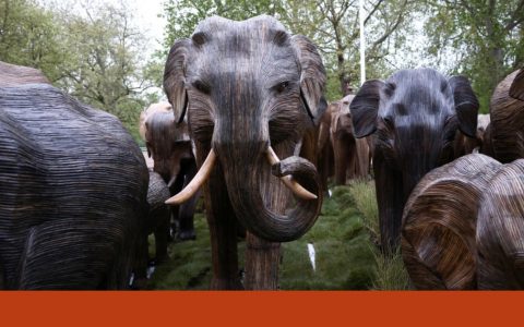 From India to London, 125 elephants parade to teach us about coexistence.  Biodiversity
