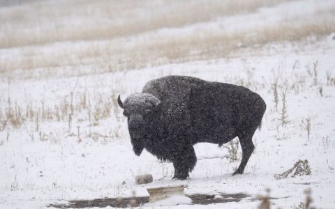 In two days, 45,000 sign up to kill bison in the US.  Nature