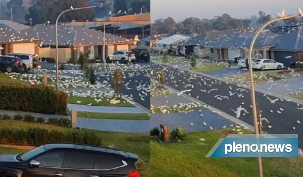 Video: Hundreds of birds invade the city of Australia.  world