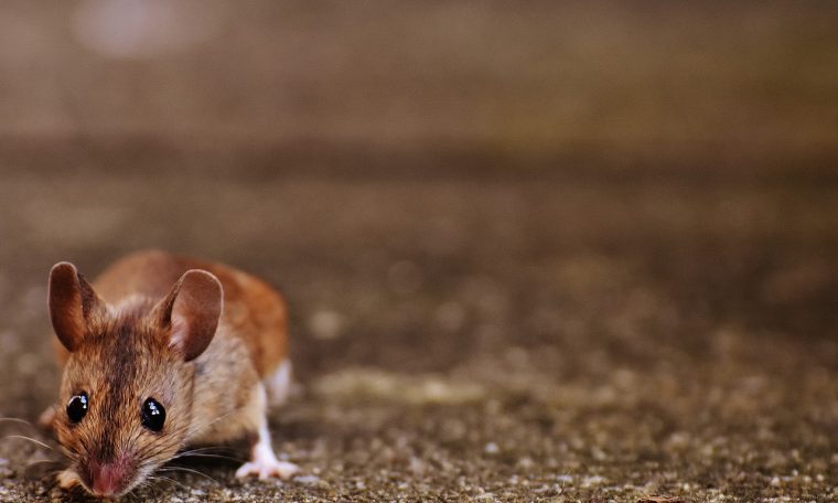 A plague of millions of rats is terrorizing Australia