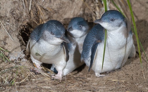 Tasmanian Devils Re-Introduced on Island 6,000 Penguins Expelled - Galileo Magazine