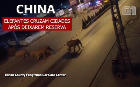 A herd of wild elephants reached a large Chinese city after traveling 500 km;  watch |  world