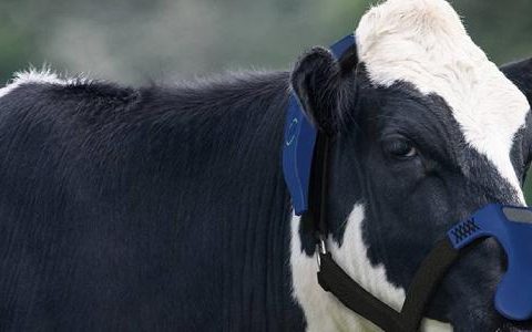 Livestock mask reduces environmental damage