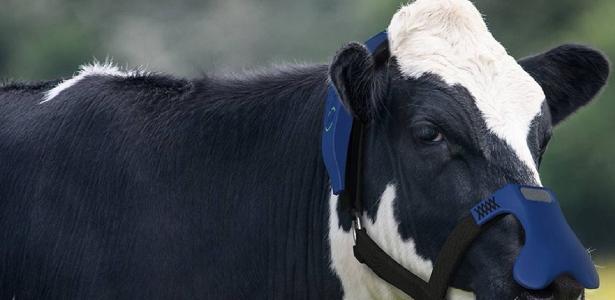 Livestock mask reduces environmental damage