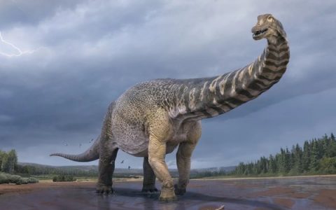 New species of giant dinosaur found in Australia