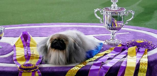 Pekingese named Wasabi wins "grooming contest" for dogs in NY - 06/24/2021