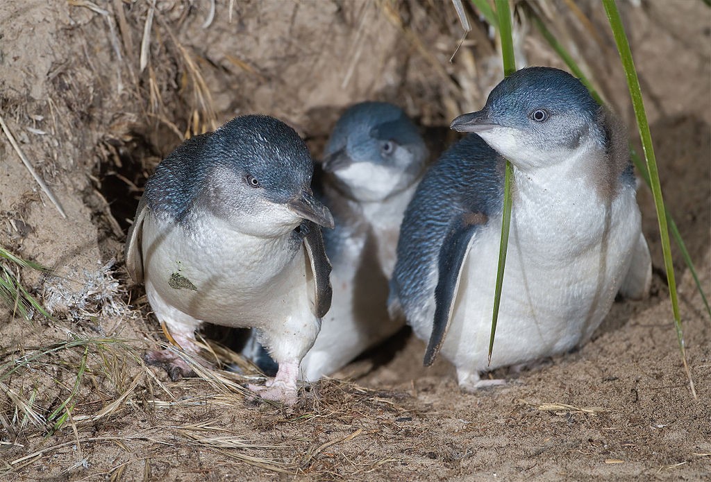 After the re-introduction of Tasmanian Devils, 6,000 blue penguins have disappeared off Australia's Maria Island (Photo: JJ Harrison/Wikimedia Commons)