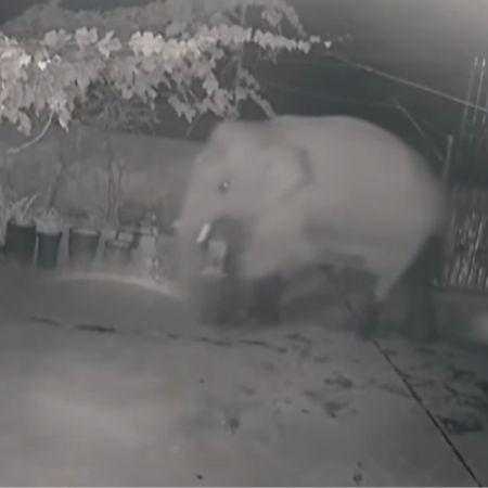 Security camera shows elephant attacking home in China - Playback/YouTube - Playback/YouTube