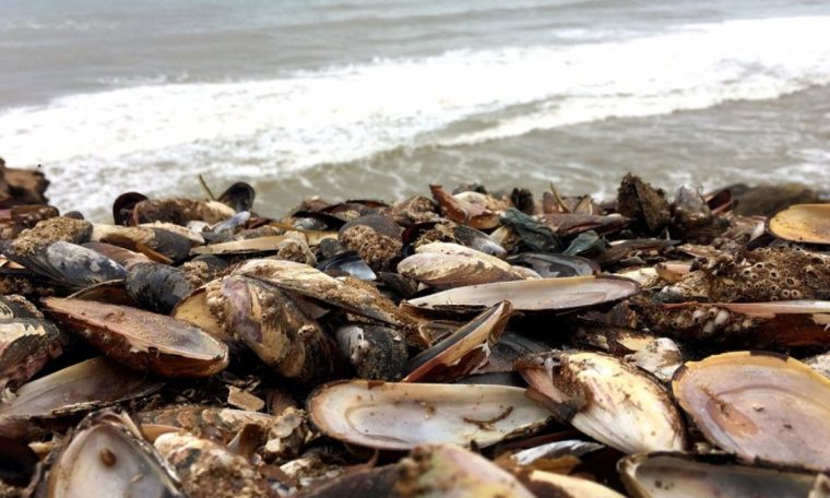 Canada heat wave produces mussels and clams;  1 billion would have died.  world