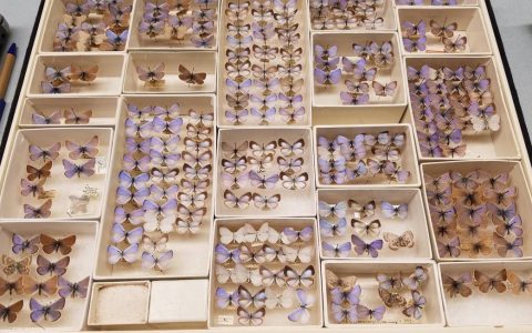 Butterfly Collection in the United States Shows Extinct Species Photo: Field Museum