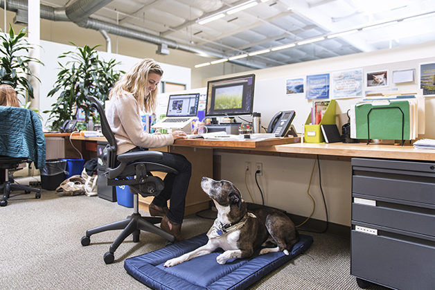 dog in office environment