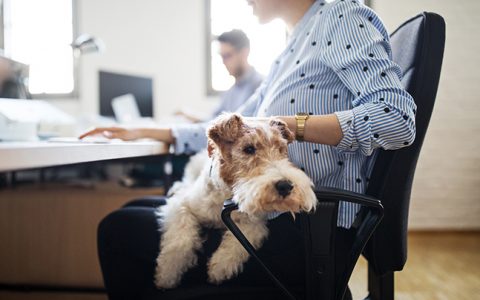 Pets: com volta ao normal, escritórios no Reino Unido passam a permitir cães no trabalho
