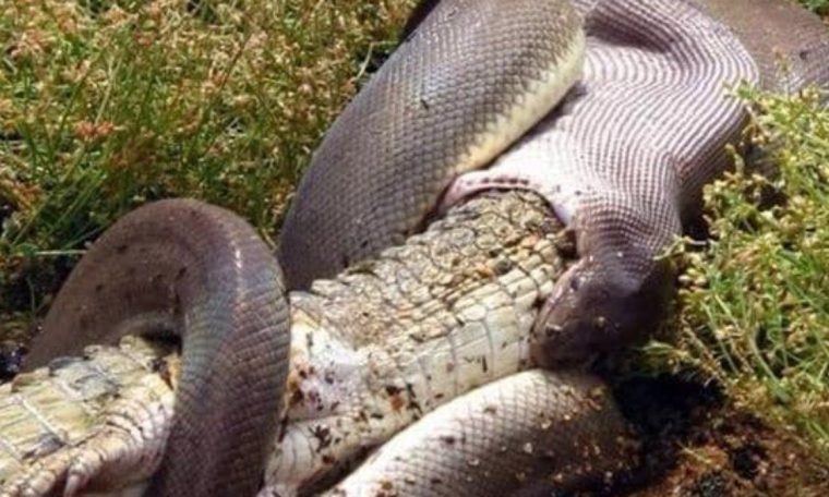 Photos show a python snake swallowing a whole crocodile in Australia;  View |  unusual world