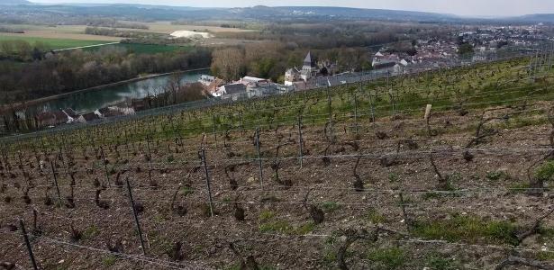 After frost, fungus strikes Champagne vineyards: "It's terrible" - 07/27/2021