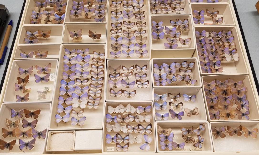 Butterfly Collection in the United States Shows Extinct Species Photo: Field Museum