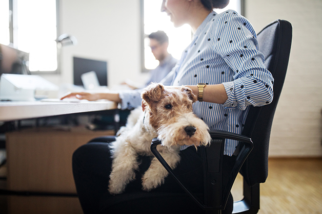 dog in office environment