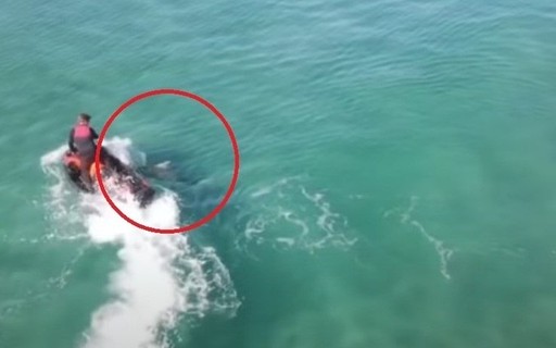 In Australia, a jetski pilot is attacked by a 3m shark - Marie Claire Magazine