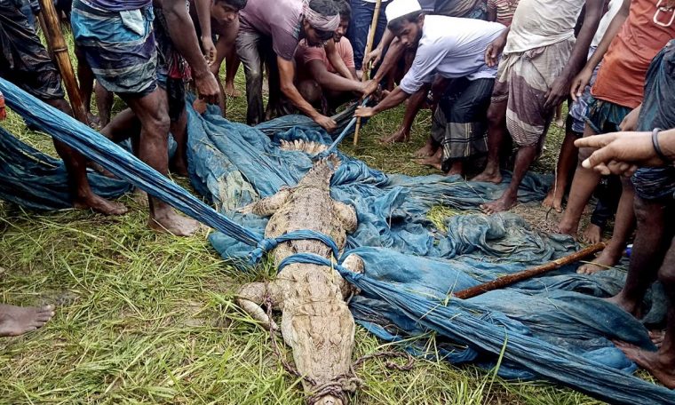 Crocodiles, a species considered extinct in Bangladesh, are caught in the country.  World