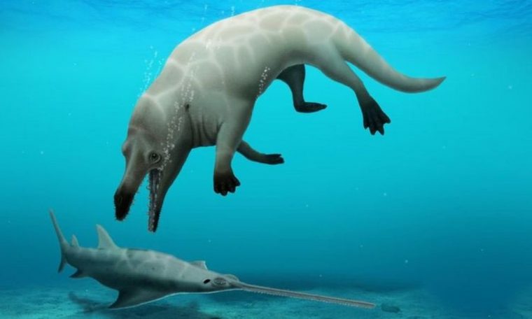 Ancestral species of four-legged whale discovered in Egypt  Nature